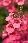 DIASCIA WHISPER SALMON RED