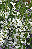 SCAEVOLA WHITE FAN