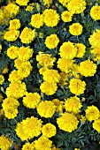 TAGETES (MARIGOLD) ZENETH EXTRA YELLOW