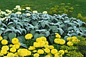 PLECTRANTHUS SILVER SHIELD,  ZINNIA ZESTY LEMON,  DILL FERN LEAVED MIXED BED