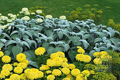 PLECTRANTHUS_SILVER_SHIELD__ZINNIA_ZESTY_LEMON__DILL_FERN_LEAVED_MIXED_BED