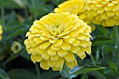 ZINNIA ZESTY LEMON