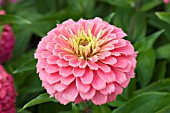 ZINNIA ZESTY PINK