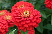 ZINNIA ZESTY SCARLET