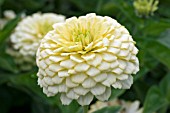 ZINNIA ZESTY WHITE