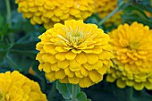 ZINNIA ZESTY YELLOW