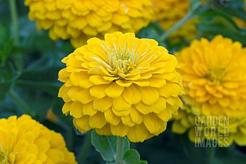 ZINNIA_ZESTY_YELLOW