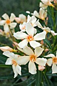 NERIUM OLEANDER ANGIOLO PUCCI