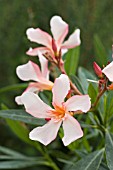 NERIUM OLEANDER CARO