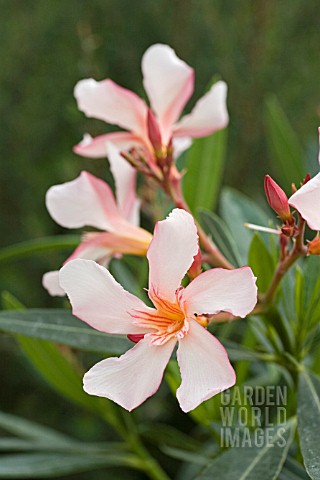 NERIUM_OLEANDER_CARO