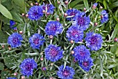 CENTAUREA FLORENCE BLUE