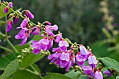 DESMODIUM ELEGANS