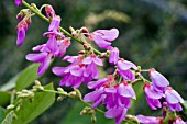 DESMODIUM ELEGANS