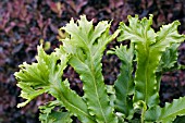 ASPLENIUM SCOLOPENDRIUM (FERN)