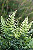 POLYSTICHUM TSUSSIMENSE (FERN)