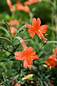 ZAUSCHNERIA CALIFORNICA WESTERN HILLS