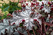 HEUCHERA CAN CAN (LEAF CLOSE UP)