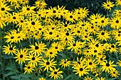 RUDBECKIA GOLDSTURM