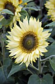 HELIANTHUS PACINO LEMON