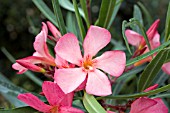 NERIUM OLEANDER PAPA CAMBETTA