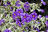 SOLANUM RANTONETII VARIEGATA