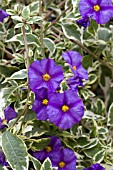 SOLANUM RANTONETII VARIEGATA