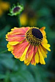 HELENIUM SAHINS EARLY FLOWERER