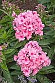 PHLOX LIGHT PINK FLAME