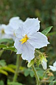 SOLANUM SISYMBRIIFOLIUM