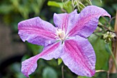 CLEMATIS BETH CURRIE (CLEMATIS VIVIENNE)