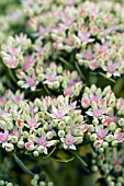 SEDUM ALBOROSEUM VARIEGATUM