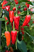 CHILI APACHE (CAPSICUM)