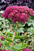 SEDUM JAWS