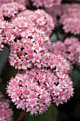 SEDUM MATRONA