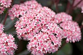 SEDUM MATRONA