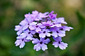 VERBENA SEABROOKS LAVENDER