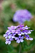 VERBENA SEABROOKS LAVENDER