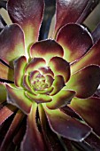 AEONIUM ZWARTKOP