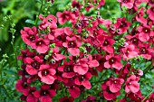 DIASCIA DEVOTION CRIMSON