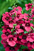 DIASCIA DEVOTION CRIMSON