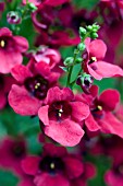 DIASCIA DEVOTION CRIMSON