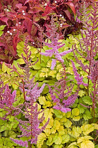 ASTILBE_x_ARENDSII_COLORFLASH_LIME