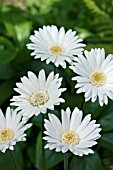 GERBERA EVERLAST WHITE (HARDY)