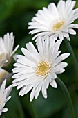 GERBERA EVERLAST WHITE (HARDY)