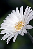 GERBERA EVERLAST WHITE