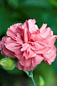 DIANTHUS JOY (HYBRID BORDER PINK)