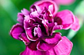 DIANTHUS LACED MONARCH (HYBRID PINK)