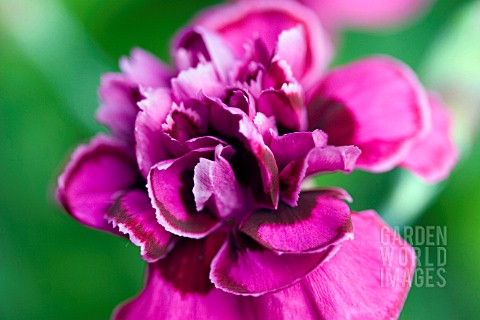 DIANTHUS_LACED_MONARCH_HYBRID_PINK