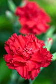 DIANTHUS LADY IN RED (HYBRID PINK)