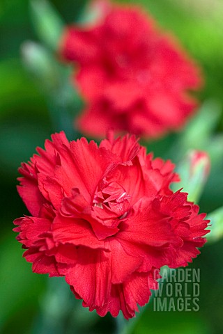 DIANTHUS_LADY_IN_RED_HYBRID_PINK